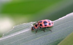 spotted lady beetle, russ otens uga