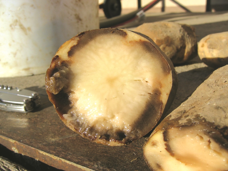 pythium-photo-1