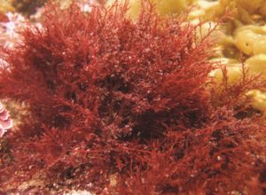 alga-roja