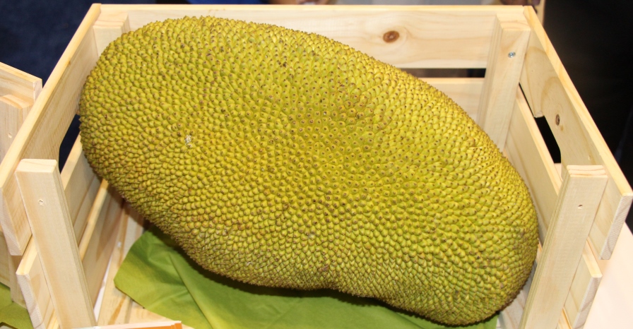jackfruit-vitrina