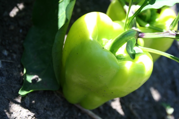 urban-farm-visits-2012-148