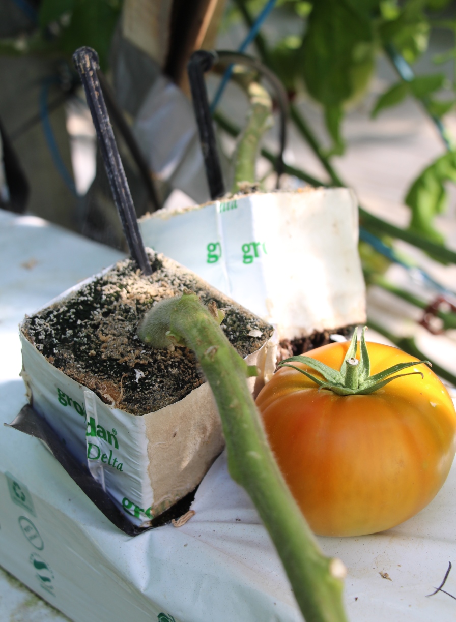 tomate-en-invernadero-sustrato