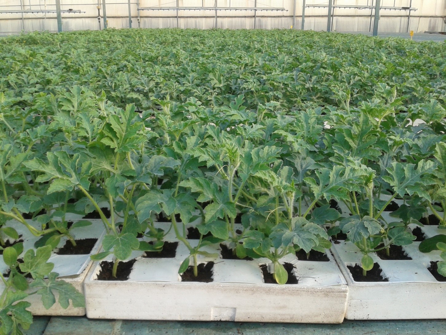 Pruebas prometedoras con planta injertada de sandía en España | Hortalizas