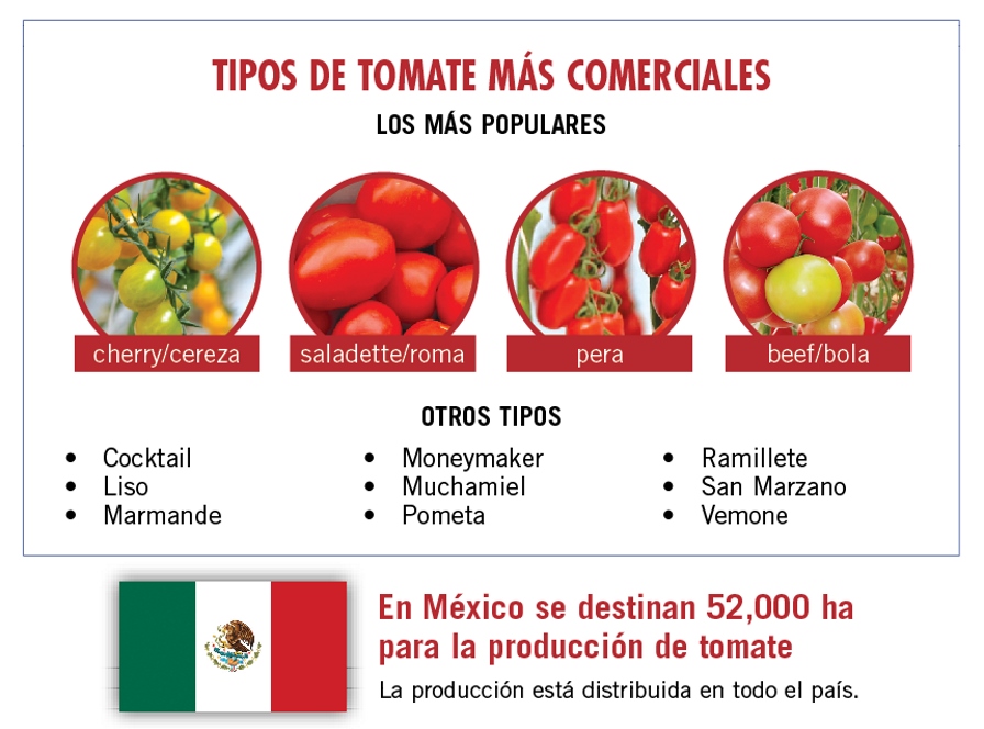 Resumen infográfico de la fuerza tomatera de México Hortalizas