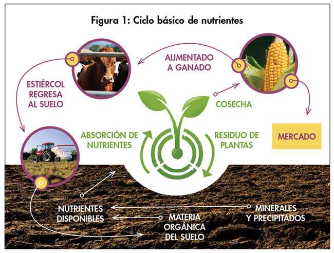 Amplía La Fertilidad De Tu Suelo Con Materia Orgánica Hortalizas