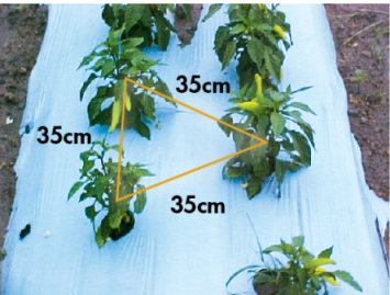 Figura 3. Distancias entre plantas y entre líneas con acolchado plástico previamente perforado en disposición de tresbolillo.