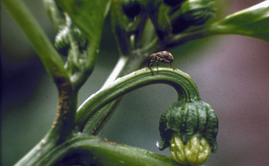 picudo-del-chile-en-la-planta
