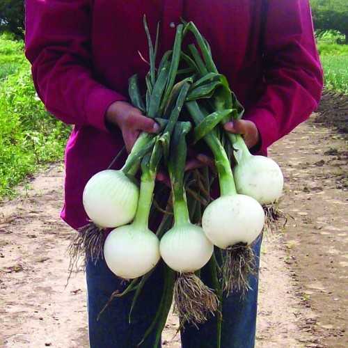 Magia Blanca Directorio